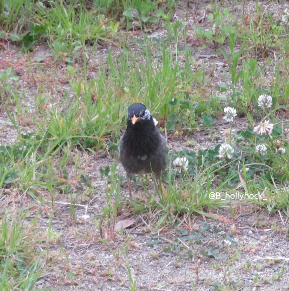 シロツメグサ柄のほっぺ

#ムクドリ #野鳥 #野鳥写真 #野鳥観察