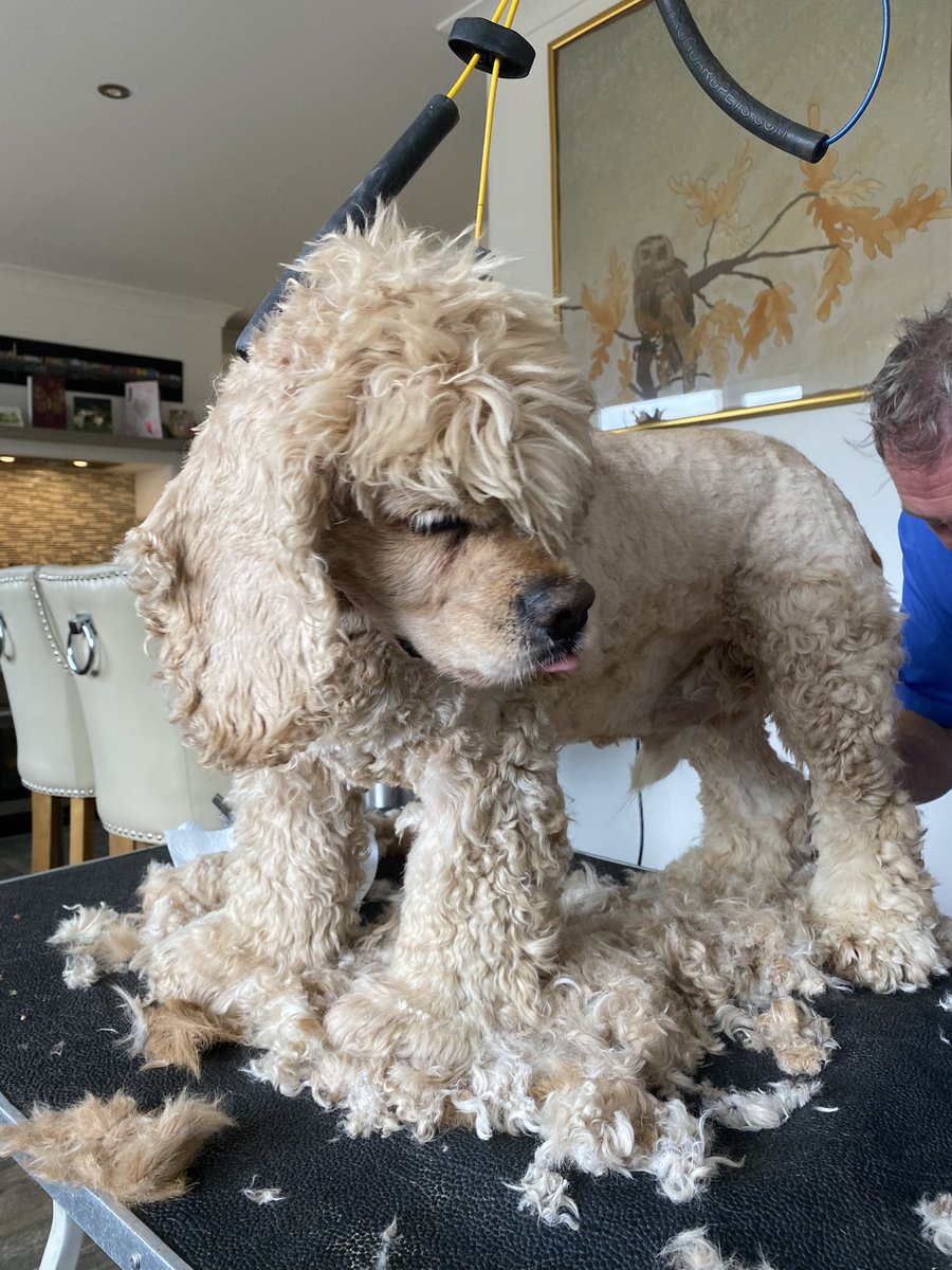 I don’t like being trimmed even though Gino makes a big fuss of me & gives us treats Silly Bat was wanting to get back up for another go while I was trying to get down 🙄 #FurCut