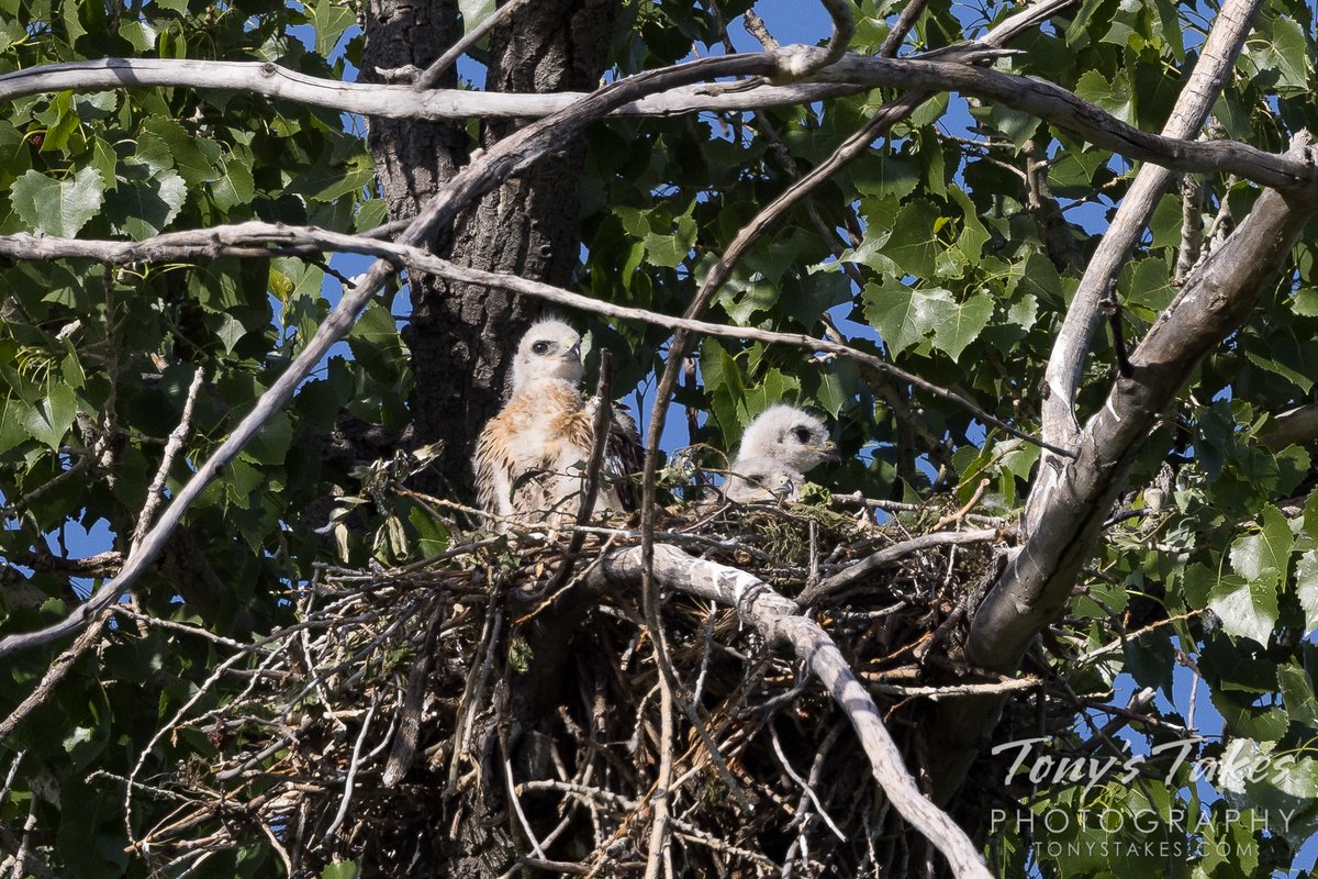 Young red-tailed hawks hanging out in the family home. Check out these cute little fuzz balls! #birding #wildlife #wildlifephotography #Colorado #hawk #redtailedhawk