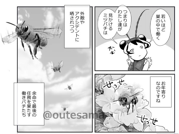 ミツバチに限らず、ミツバチもだけど、その生は人間とは違い過ぎて切なく悲しくもなるのは分かりますけどね💦(いきものと人「ハナバチ」より) 
