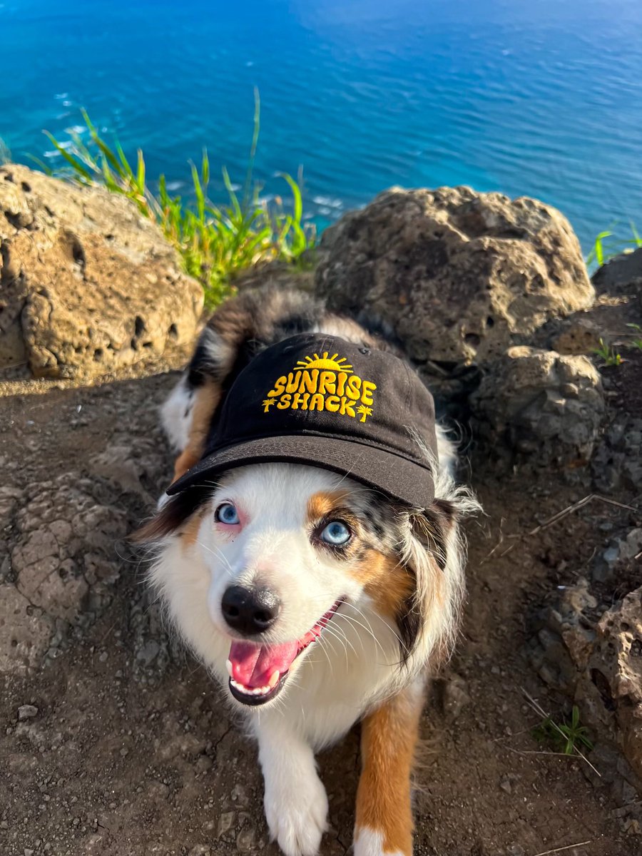 Sunrise Shack tweet media