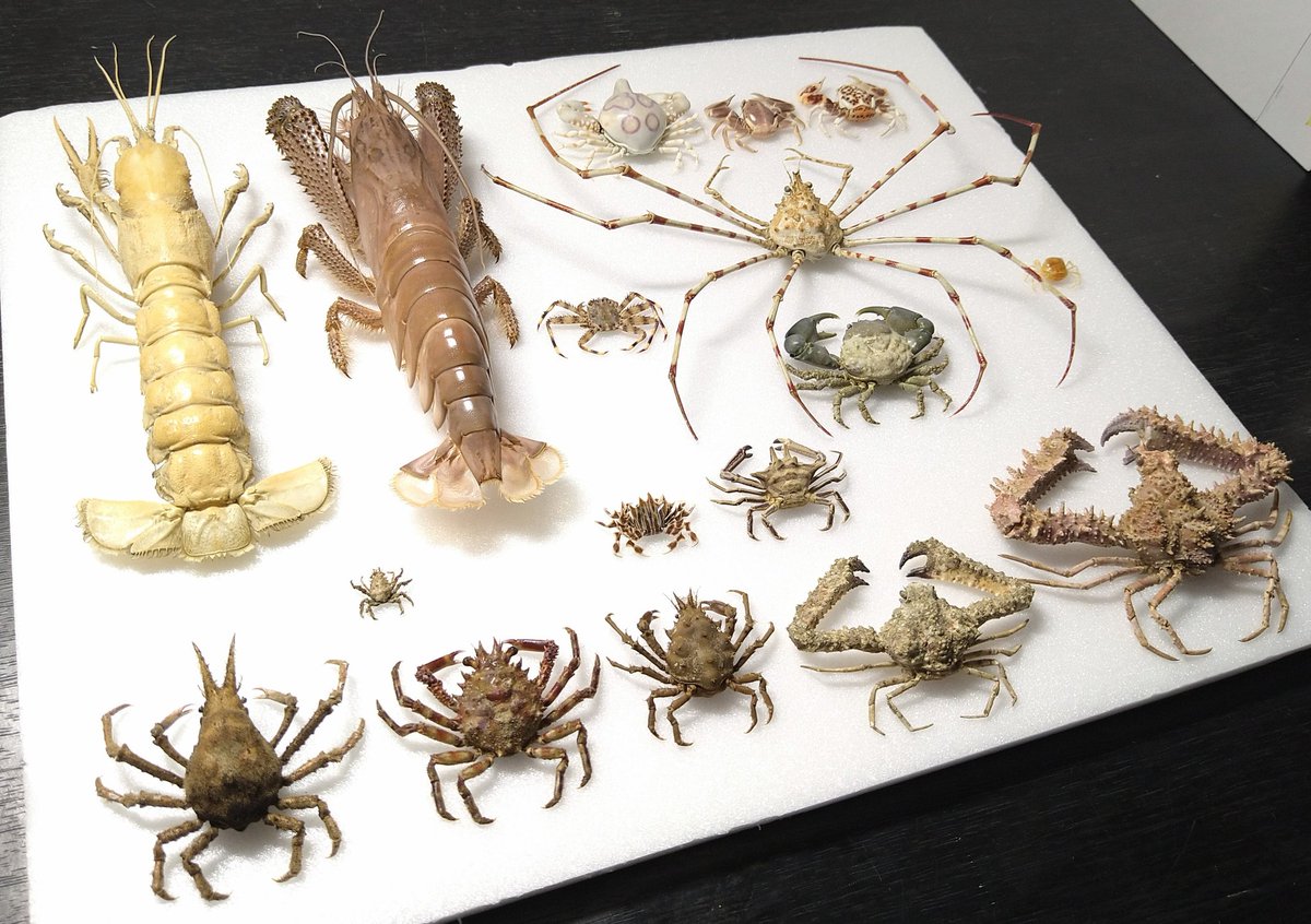 へみぷてらどーぷ tweet media