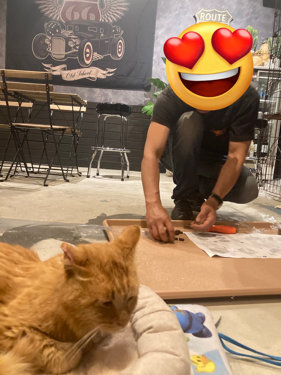 最近秘密基地にお猫さまが住み着いて、飼う事になったー🥰
顔パーツ中心寄ってるの可愛すぎる🐱
みんなデレデレ
お猫さまのためにクソデカケージを組み立てるお師匠