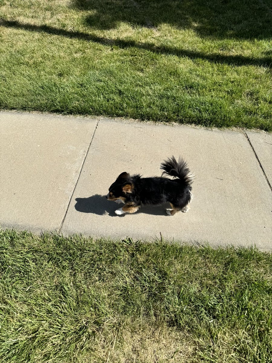 Happy Wednesday #dogs #colorado #walkingthedogs #colorfulcolorado