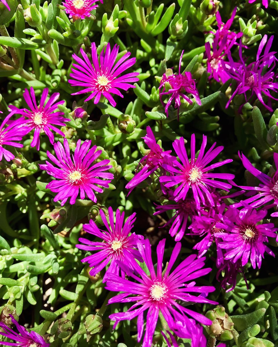 Spent some time today admiring the beautiful ice plants (matsubagiku). 

As an HSP, being surrounded by nature is so soothing and essential for resetting my mind. 

#iceplant #matsubagiku #HSP #flowers #soothing #refreshing #naturalhealing #nature #flowerlife #sensitiveperson