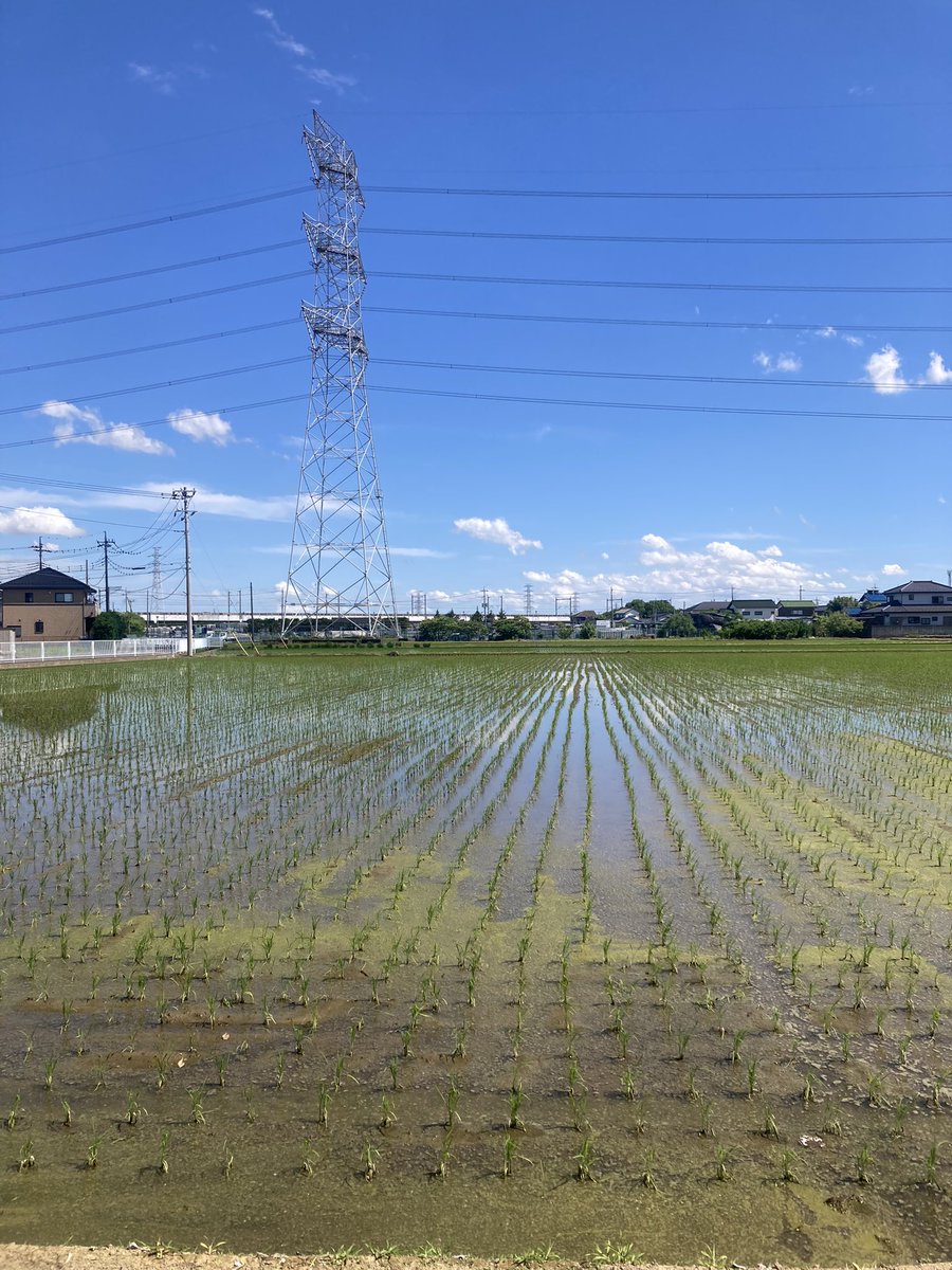 埼玉県飲食情報‼︎ラーメン、久喜市。麺屋 みつば クローバー本店、汁並つけ麺250g 1200円。ほぼほぼ栃木県😄！田んぼの真ん中にのどかに有るお店。店内に入ったら、5人待ち！ドロドロと濃度がとても高いつけ汁。極太麺。最後のスープ割りは必須👍👍👍
#ラーメン　#埼玉