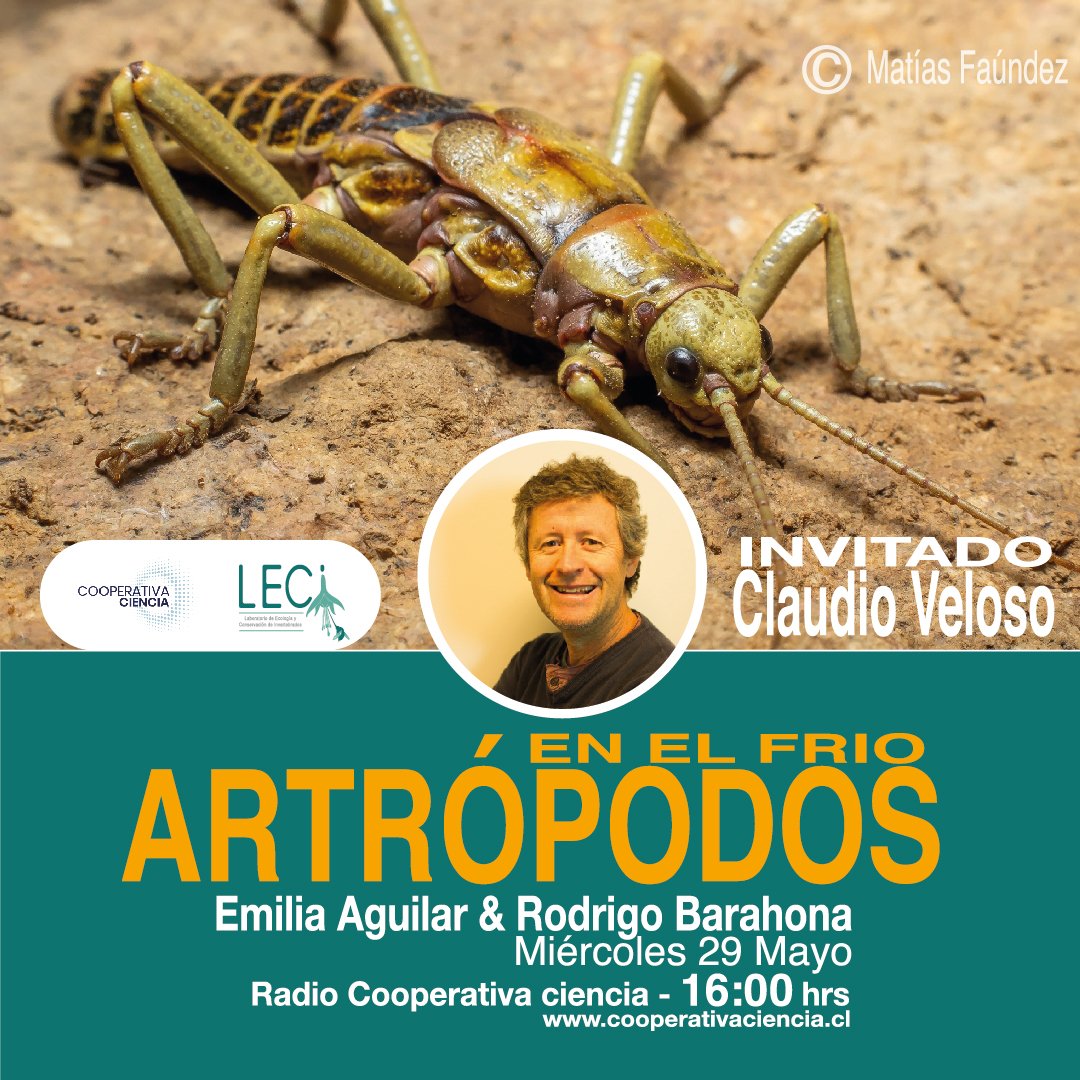 Hoy en @cooperativacien estaremos con el Dr. Claudio Veloso de la Fac. de Ciencias de la UChile hablando sobre Artrópodos en el frío y como han evolucionado para vivir a condiciones ambientales extremas. Acompáñanos a las 16 hrs junto a @mila_aguilar en cooperativaciencia.cl!