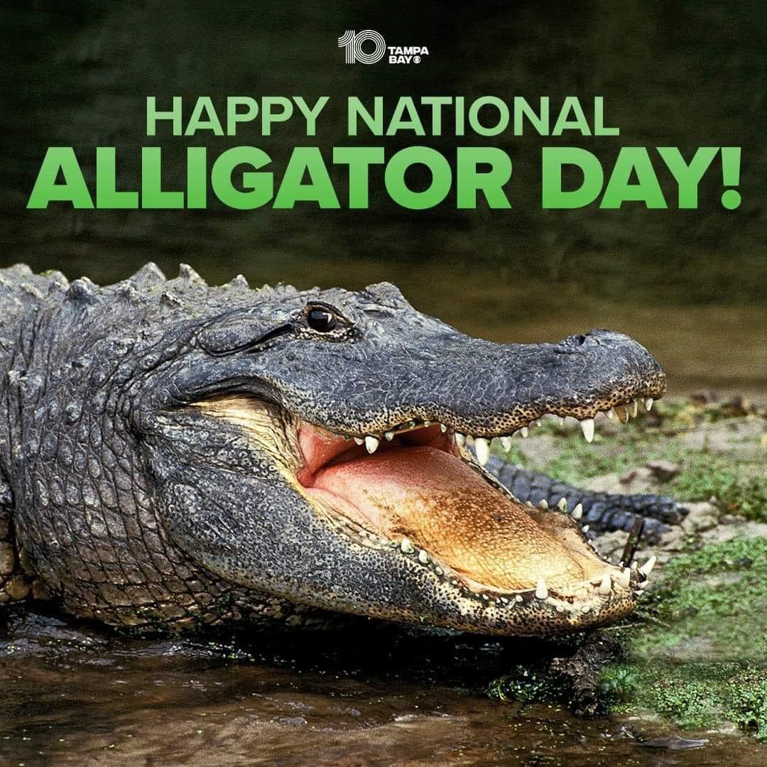 GatorsDaily's tweet photo. ITS NATIONAL ALLIGATOR DAY BABY

REJOYCE https://t.co/wdJkQPqCYo