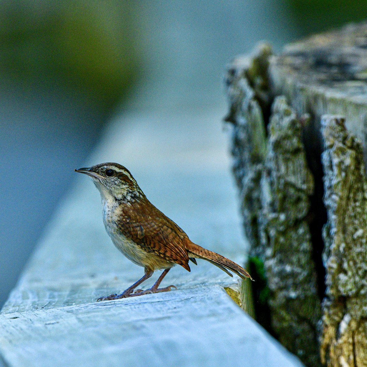 Happy #WrensDay from a Carolina Wren on the Magee Marsh boardwalk. #Birds #Birding #BirdTwitter #TwitterBirds #BirdPhotography