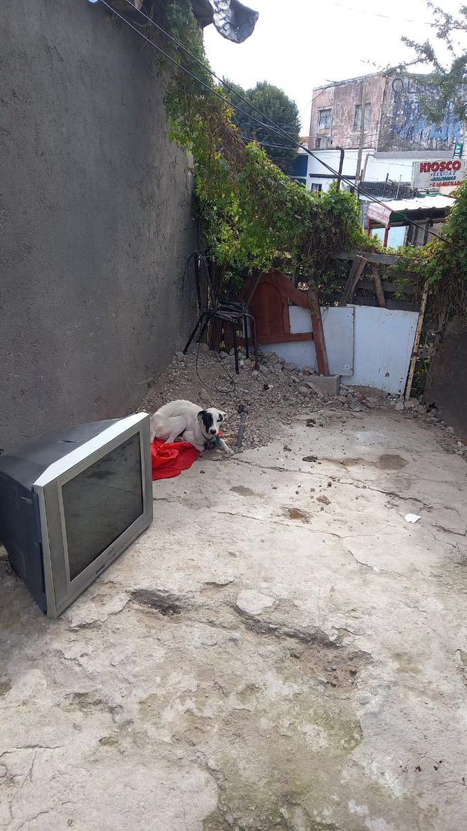 alguien conoce alguna brigada animal o proteccionistas de animales en Córdoba? por favor necesito contactos, este perro está en estado de desnutrición, atado, expuesto a temperaturas bajo cero todas las noches. necesito ayudarlo. no tiene ni gua