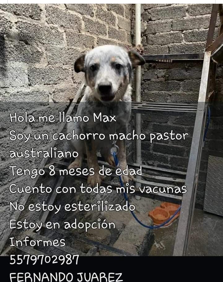 En adopción inf teléfono foto RT🙏 @FundacionToby @iztalccihuatl @MascotasSismo @RosarioPoncePe1 @AnimalesPerdid2 @ProyectoSixPack @Animales_CDMX @DefensaAnimal @PrrosPerdidosMX @RAFIFIU76 @_PatriciaAnaya @mamiblue2015 @TlalpanVecinos @mamiblue2015 @guerashome @EsEstra RT 🙏