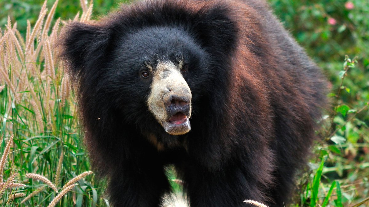Today I learned of the existence of the 'killer sloth bear.' Apparently they kill 12 humans a year and maul tons of people. Very fluffy.
