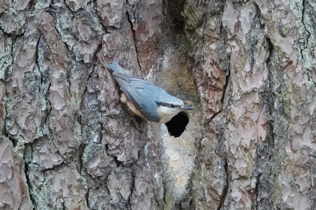 RolyWildlife's tweet photo. A nuthatch feeding young at a splendidly plastered nest hole and Great Spotted Woodpecker likewise at a finely chiselled nest hole. White Sheet Plantation today. @DorsetBirdClub https://t.co/1jeIjXMS2t