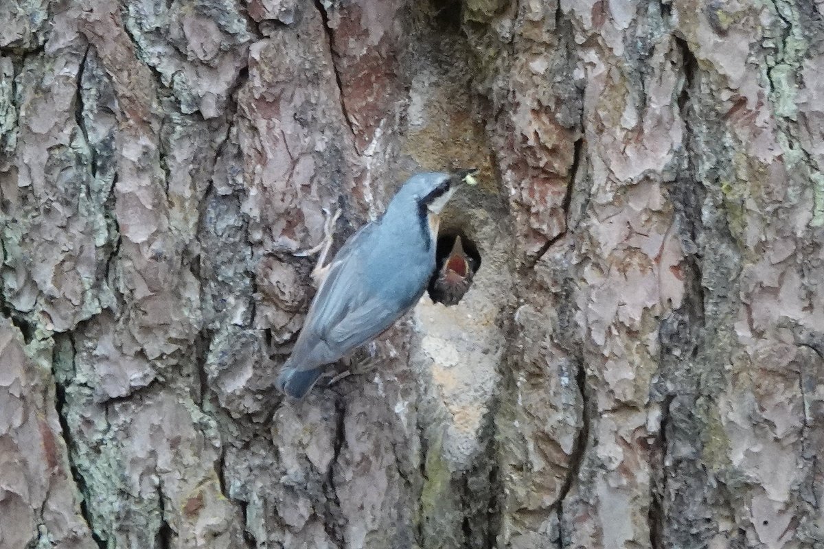 RolyWildlife's tweet photo. A nuthatch feeding young at a splendidly plastered nest hole and Great Spotted Woodpecker likewise at a finely chiselled nest hole. White Sheet Plantation today. @DorsetBirdClub https://t.co/1jeIjXMS2t