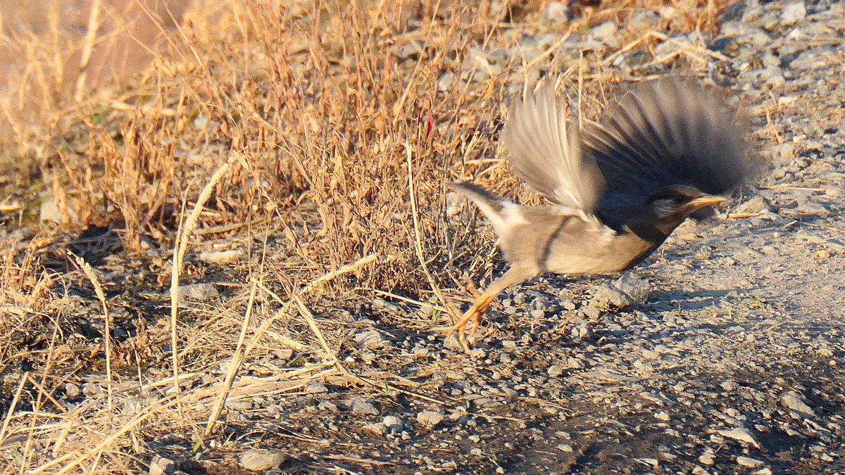 #ムクドリ の若鳥が飛ぶ。