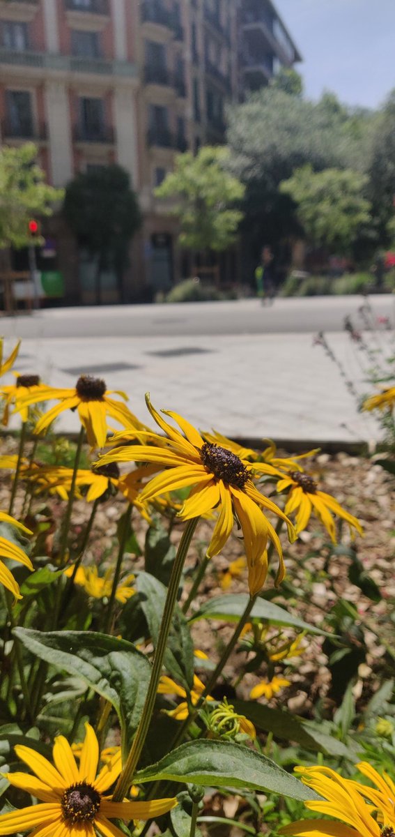 Barcelona en flor.🌻🌞
#Barcelona #flors #flowers #Rudbeckia #natura #nature #fotografia #photography #photographylovers #eldimonidekà