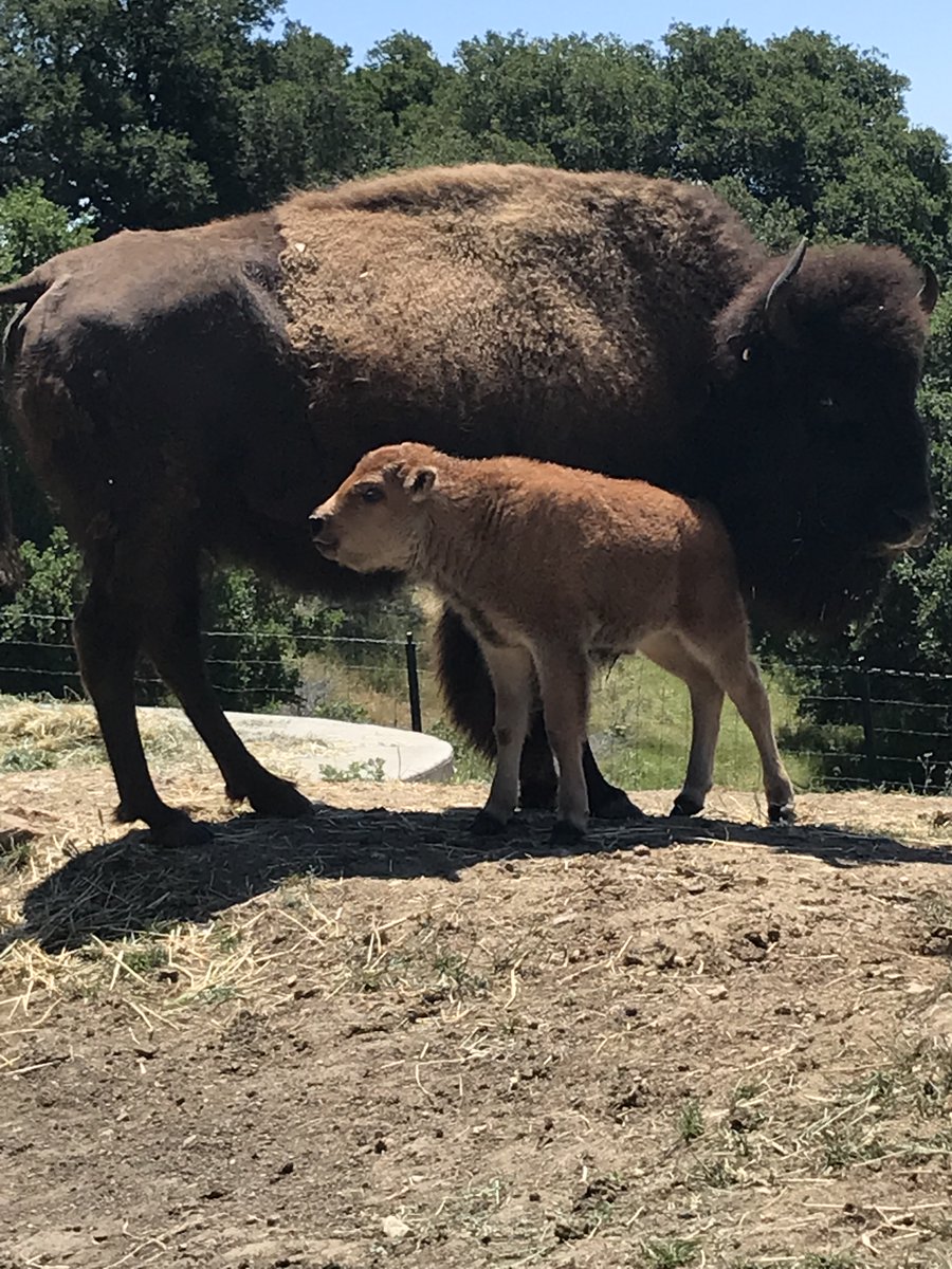 Baby boom 🦬🦬🦬🦬🦬 We now have 5 baby bison! Congrats to all the new mamas and welcome little red dogs! 📸: Keeper Nicole
