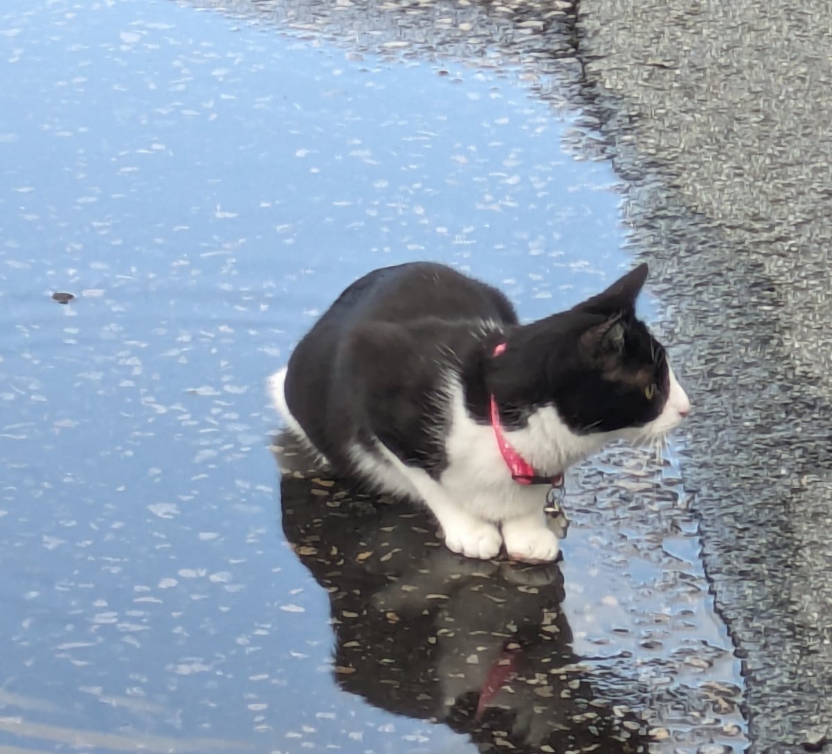 He's sitting in a puddle. Behind the camera I'm staring at him in disbelief 🙀 I did not teach him this!