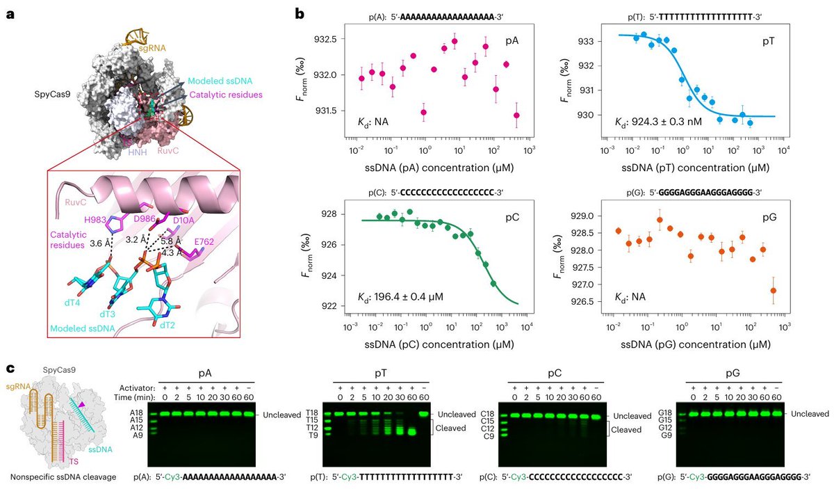 CRISPRvs's tweet image. New study in @NatureBiotech reveals that Cas9 enzymes, similar to Cas12 and Cas13, exhibit collateral (trans) cleavage activity in vitro, specifically targeting ssDNA and ssRNA substrates.

#CRISPR #Cas9 #GenomeEditing 

go.nature.com/3UZYUpx