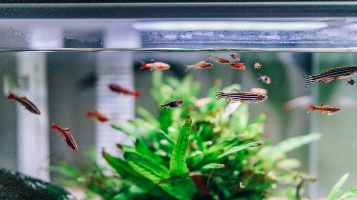dworks247's tweet photo. And the best part they are my family ❤️

#pet #fish #homevibes #family #love #blessedfriday https://t.co/D11kFXZ39Y