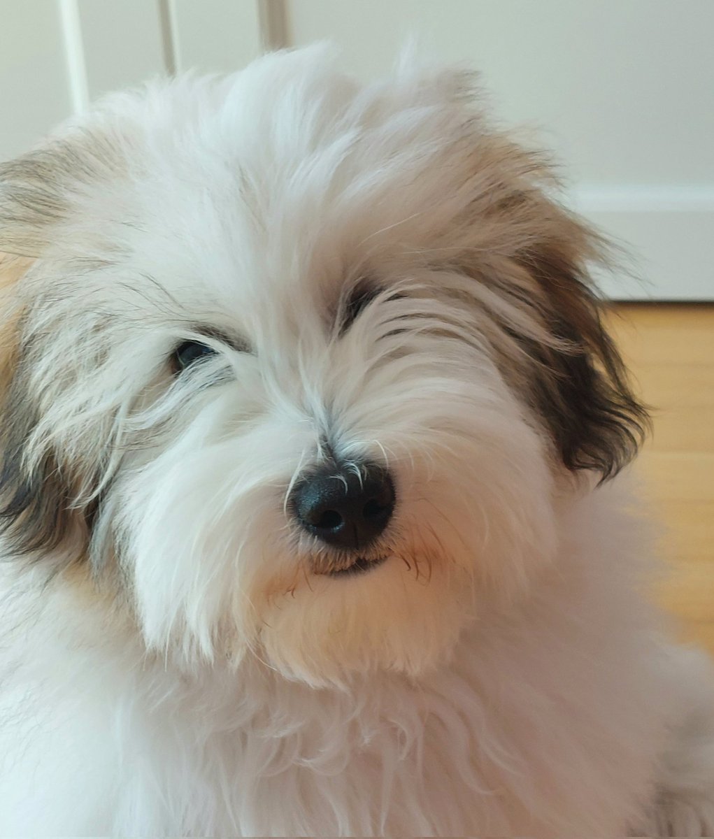 Pablo ❤️ #PuppyLove #puppy