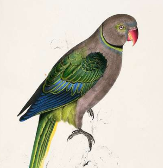 a_brudz's tweet image. @code_report Common #combinators have bird names, including "Mirror" x F⸚G y being (y G x) F (x G y) in TinyAPL (tinyapl.rubenverg.com/info/combinato…) as P "Parrot", except APL's "Over" x F⍥G y being (G x) F (G y), i.e. Ψ (psi). I propose calling it "Psittacula" (little parrot).