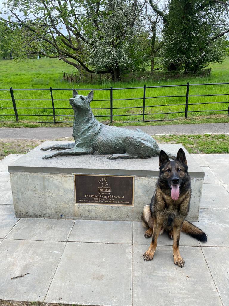 Devastated to share the news of the passing of my boy Rudi. A truly incredible Police Dog that helped the community he served. Proud to say he had a great retirement full of holidays away and treats. Now he can rest in peace. His work is done 💙🐾