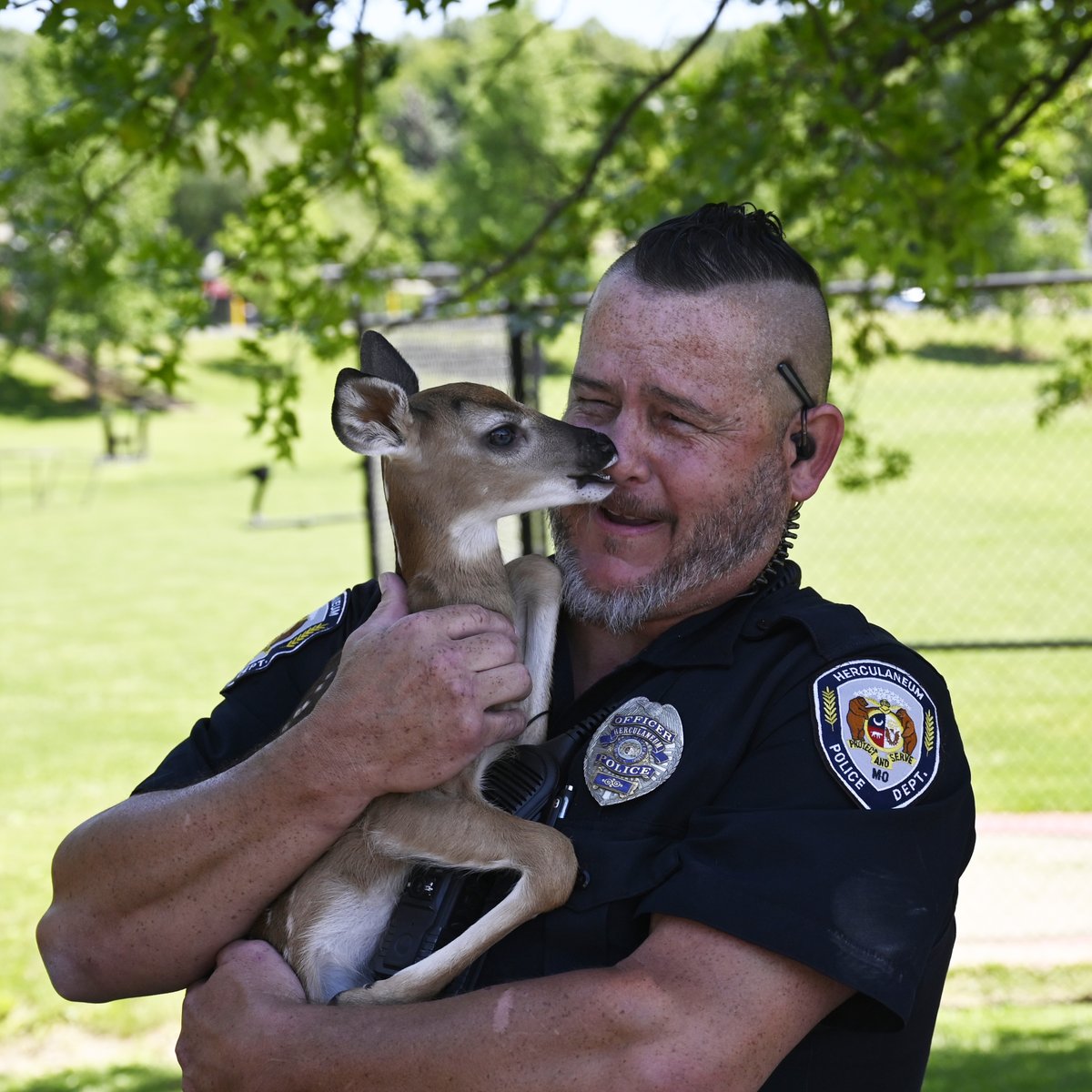 Officer Joe Kaltenbronn found a new friend in front of Herculaneum High School. He moved the fawn away from traffic, but the newborn decided to follow him. The last time he picked up the baby deer, he got kisses. #GoBlackcats @DrClintFreeman @dix_stephanie @HerculaneumCity