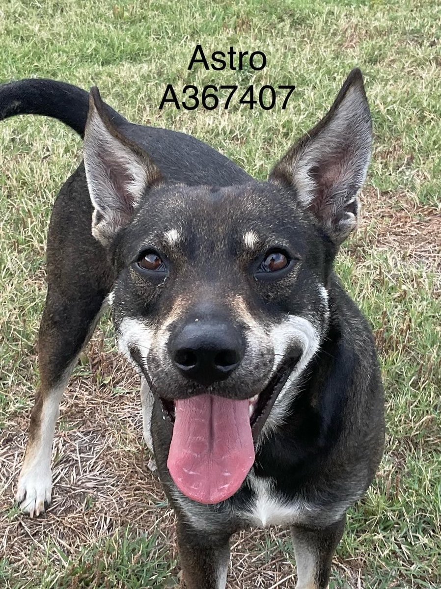 ASTRO #A367407 Very handsome 2 years Husky mix boy Very friendly with people + dogs a sociable boy that in reality is the perfect boy and little does he knows he will die 6/3 Monday 12 noon Corpus Christi TX #Pledge #Adopt #Foster Please save this boy he did nothing wrong to die