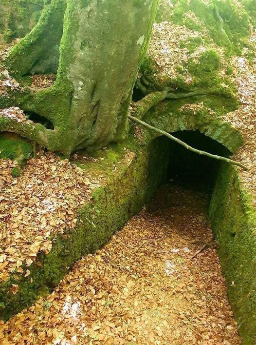 Secret Passage from the forest to the chateau, 7 kilometers away. Fougeres, #France #secrets #mysteries #tunnels #forest #chateau #trees #history #hidden #passion #exploration #romance #secretpassage