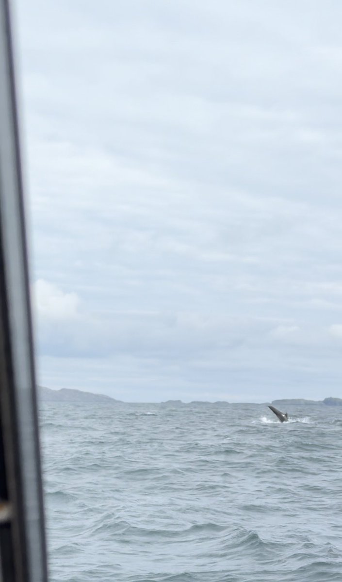 We were treated to another amazing display from our resident pod of bottlenose dolphins today. And then we seen a golden eagle dragging what appeared to be a rabbit up the cliff face before flying off. #uistseatours #bottlenosedolphin #dolphins #goldeneagle #sea #boat