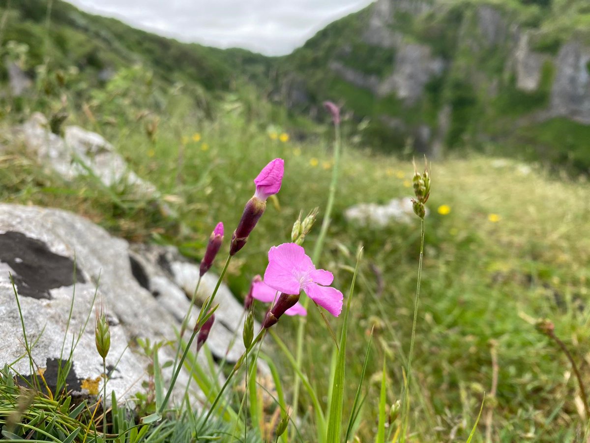 We know summer's on its way when we spot Cheddar Pink flowers in the gorge. 📸Lauren H #CheddarGorge #MendipHills