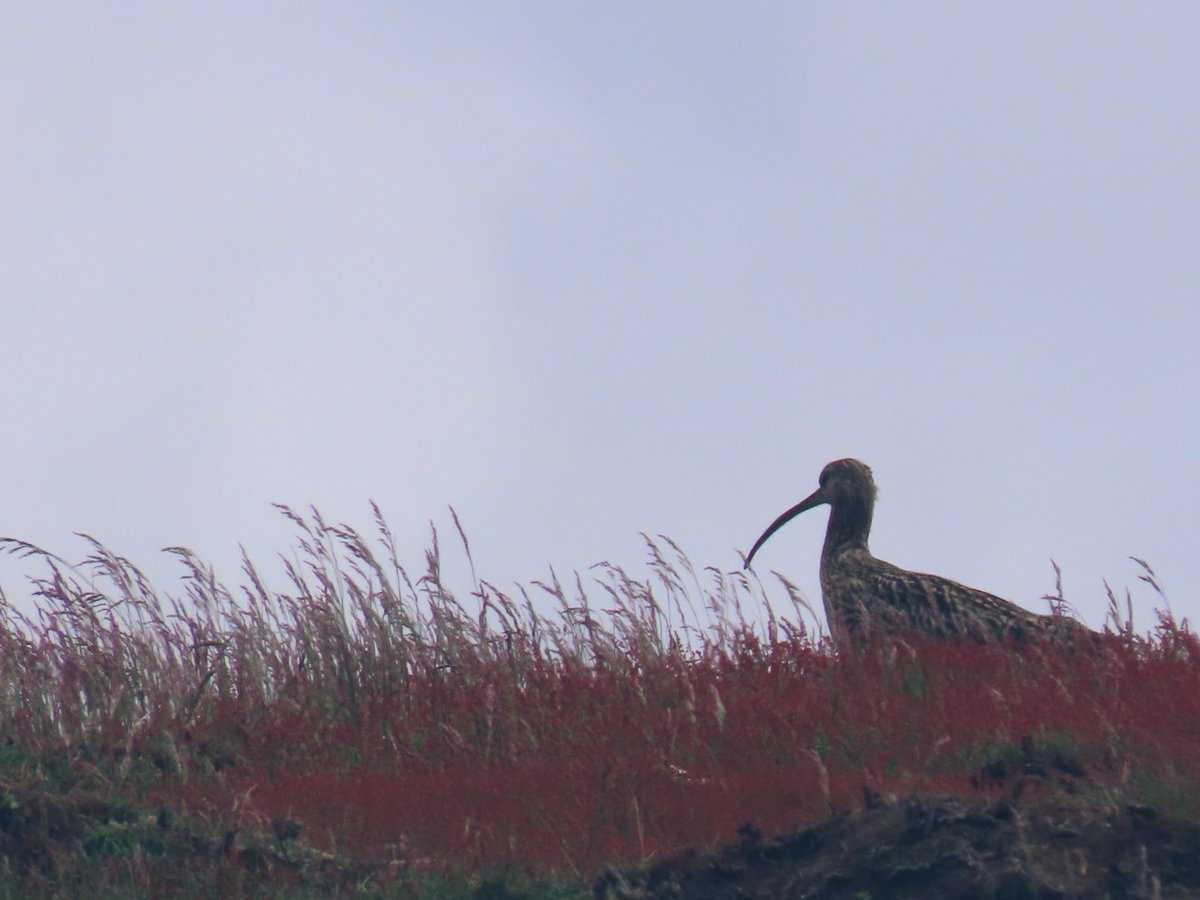 I could hear them occassionally was again happy to eventually spot some, Curlews on the moors. Was a bit concerned if they were nesting as there had been quite a gathering of crows nearby on the moorland. #northyorkmoors #curlews