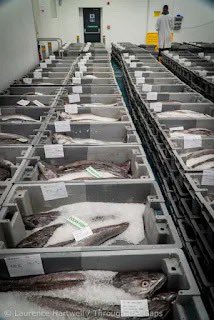 NewlynFishing's tweet photo. Arriving with 275bx #FreshCornish 🐟 incl #CornishHAKE &amp; Haddock is Trawler ‘Acconda’ as duplicates Quality Mix from’Orion’ &amp; a Trio of our 🏴󠁧󠁢󠁳󠁣󠁴󠁿 Visitors! together with our own #inshores &amp; returning #CornishMackerel makes 4 a lively Midweek #NewlynAuction #YourLocalFishmonger 🐟🐟 https://t.co/Q0QV5Ik7p1