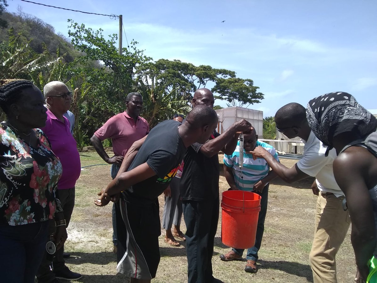 🇬🇩Seamoss farmers and technicians in #Grenada are learning about good practices in post-harvest processing & drying of seamoss and looking at conversion ratios of wet to dry seamoss. This will help farmers to achieve quality dried seamoss. #valuechains4change #betterproduction