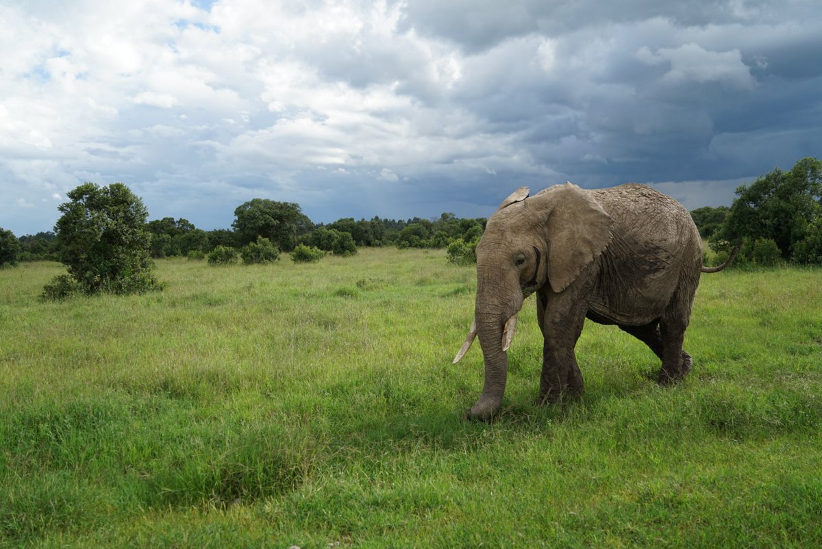 Manraj_Bhamra's tweet photo. A Kenyan safari 🇰🇪 https://t.co/B17ZHLsBf7