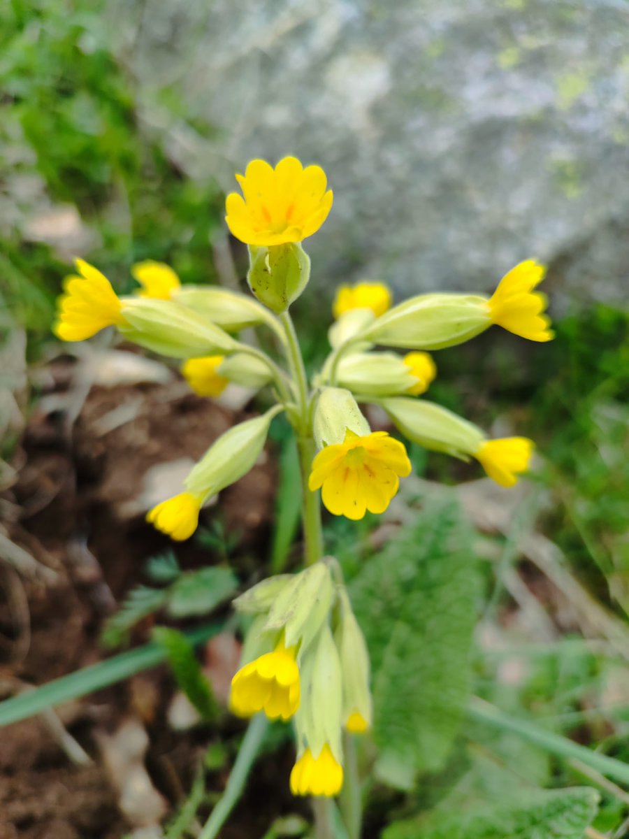 CdaVallsAneu's tweet photo. 2/4 Vam anar al #ParcNacional #EstanydeSantMaurici i vam arribar a l'#EstanydeRatera. Vam veure flor de cucut florida #PrimulaVeris i una eruga de la papallona tigre escarlata #CallimorphaDominula, nocturna; la seva planta nutrícia és la consolda #SymphytumOfficinale @FloraSort https://t.co/kf0FqWzg4X