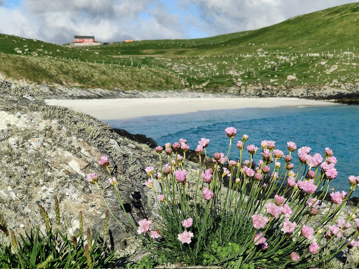 Colours of summer #Shetland