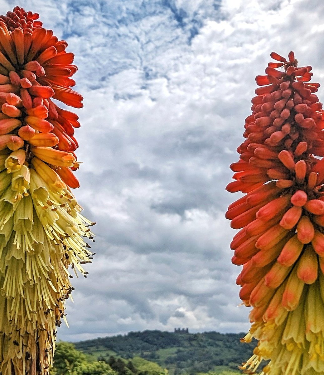 Red Hot Riber

I would love to have been able to get far enough behind the Red Hot Pokers that I could zoom in on Riber and make it appear bigger. But as these flowers were on a wall above my head in someone's garden, this photo will have to do. 

#googlepixel8pro #teampixel