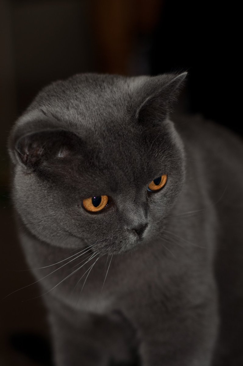 Hamish (@cutekittyhamish) on Twitter photo 