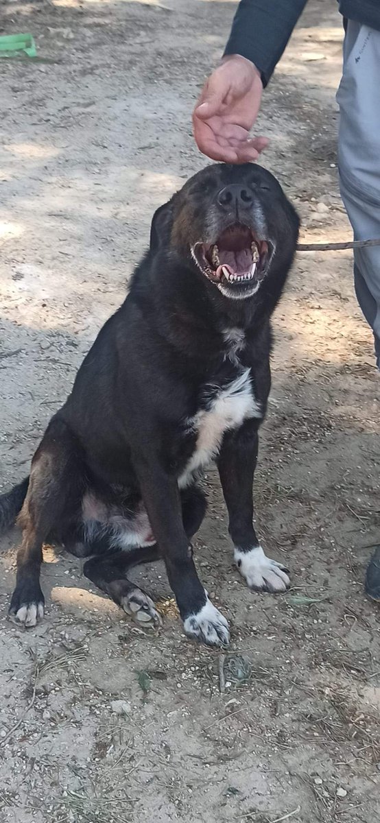 Ricevo,Come fai a non innamorarti di questa faccia da pagliaccio 🥴 Henry sei anni 30 kg Socievolissimo adorabile ama il mondo intero. Che ci fa in box????? Bari info adozione 3283644681 Chiedetemi di lui. È un cane perfetto adatto a tutti! Soprattutto famiglie con bimbi.