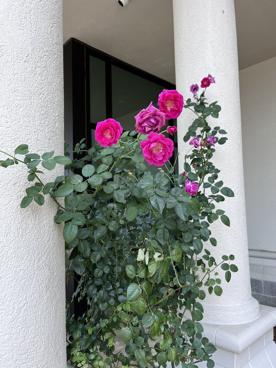 #RoseWednesday Just happened to remember it’s Rose Wednesday when I walked up to this building and saw these out front.