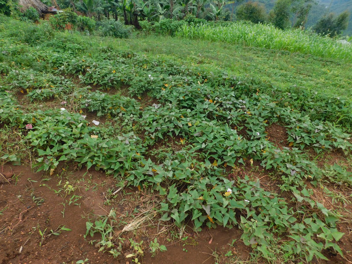 ORANGE-FLESHED SWEET POTATO (OFSP):
This is a variety of sweet potatoes which has a red (Outer) colour and orange (Inner) colour. 
#NOTE: Incorporating OFSP into one's diet improves eye health, Lowers the risk of cancer and Lowers blood pressure.

Like & Repost.
#LetsFarmTogether