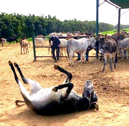 💛 Donkey Yoga 🤩 ☺️ Sometimes, all you need is a good scratch and stretch! Our donkeys know just how to relax - a good roll in the dirt is the perfect way to feel happy and healthy 🙏🙏🙏