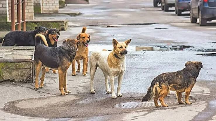 Sokak köpeklerini sahiplenme kampanyası başladı. Uyutulmaya ve barınaklara karşı çıkan vatandaşların, sahiplenmesi beklenecek. Böylelikle bir sonraki adım olan uyutmaya geçilmeyecek.