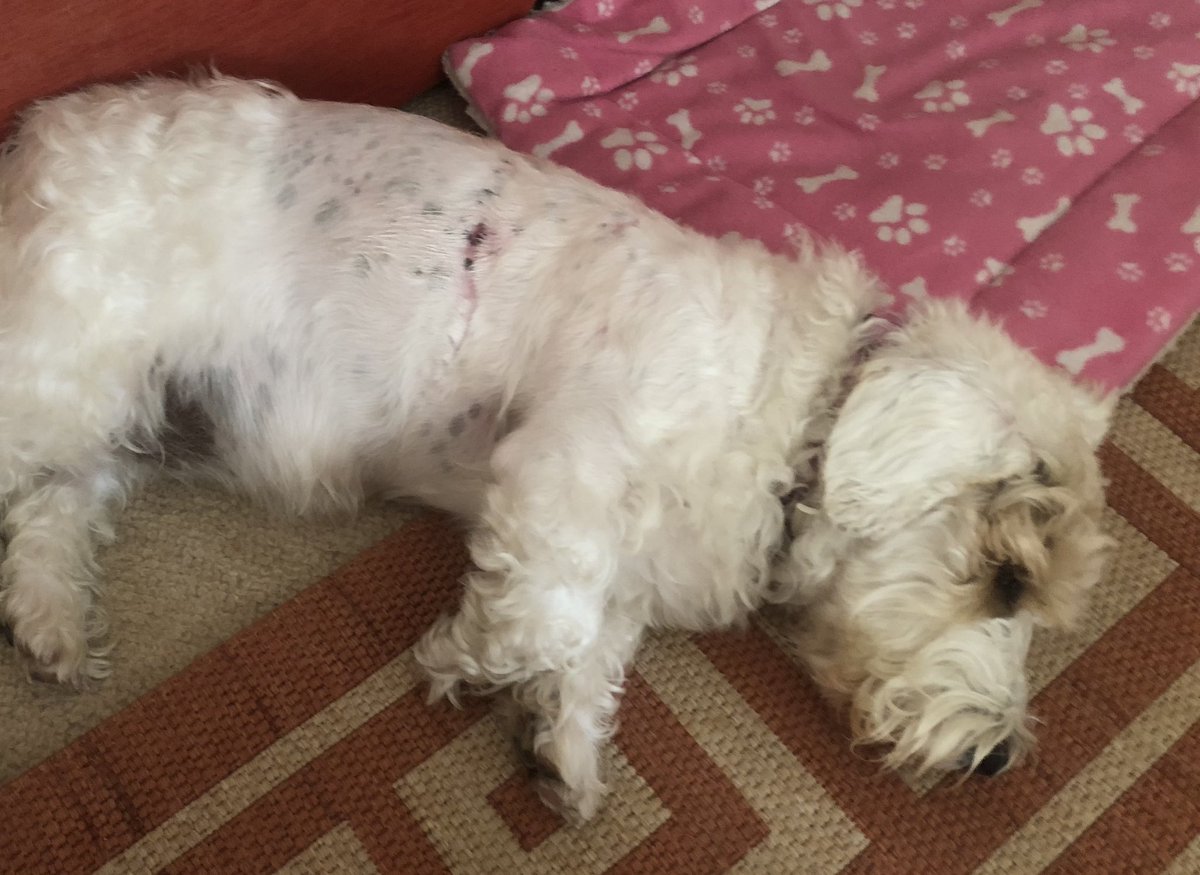 💖 Buff Date 💖 29th May We’ve been to our own vets and just need to give Buffy time to heal and get used to dogs and people again…Thanks for all your continued support and kindness.💖 #sealyham #sealyhamterrier #sealyhamterriers #terrier #dog #dogs #dogsofX #dogsonX