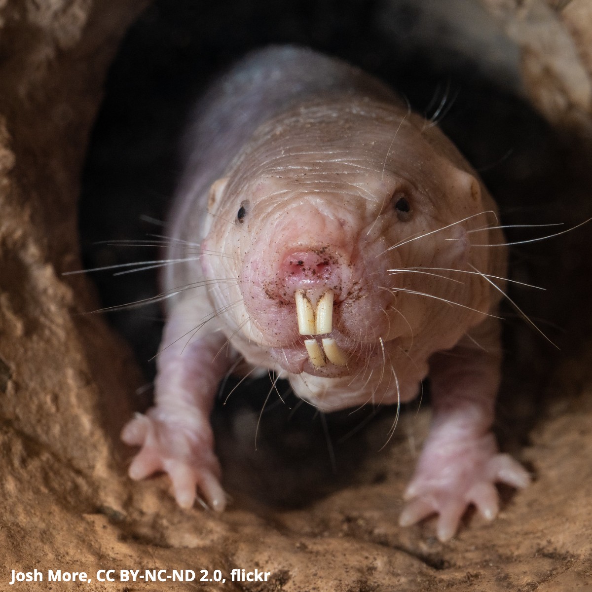 Cuddle up to the naked mole rat! Native to eastern Africa, it inhabits underground burrows & can sometimes be found in colonies of nearly 300 individuals. To keep warm, these critters rely on heat from the Sun and huddling together for body heat!