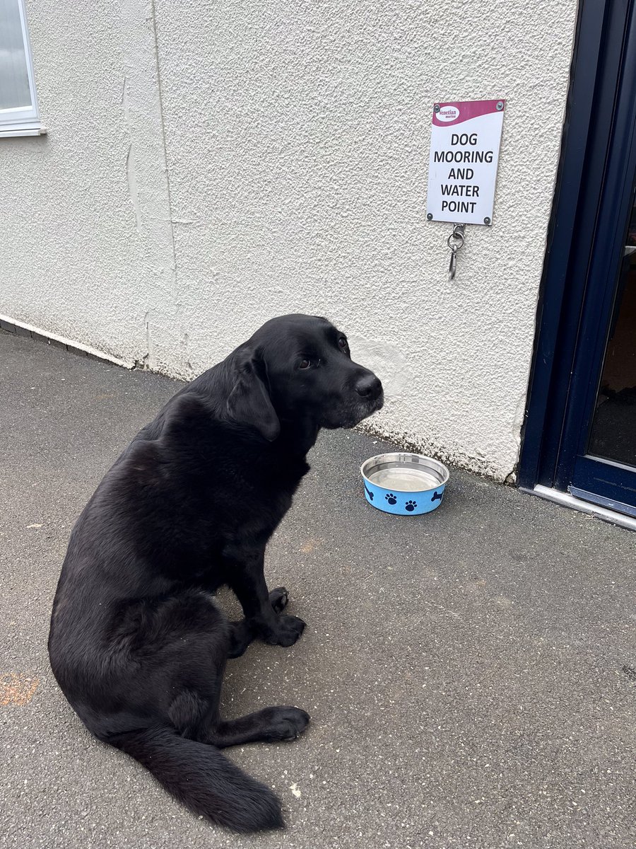 Beautiful nine year old Lottie waiting patiently at the doggy mooring and water point for her mum and dad.

#dogfriendly #labrador #venetianmarina