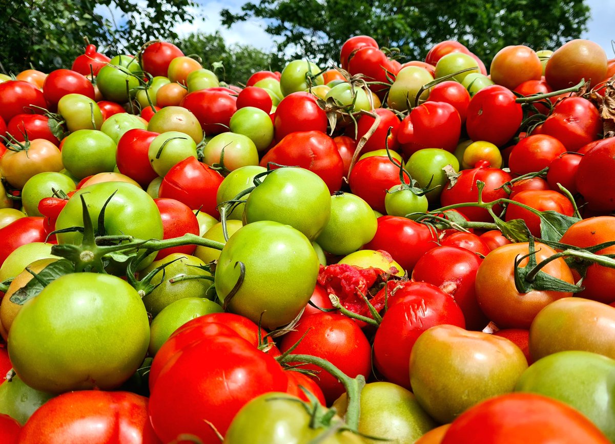 De zgn. 'Vredeskaravaan' van Forum moet nog naar het Westland komen. Maar nu al zijn deze tomaten doorgedraaid.