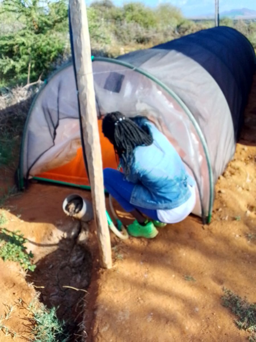 Flexi_Biogas's tweet photo. We installed 8 biogas systems in #doldol, Laikipia county. These systems turn the invasive #cactus into #cleanenergy and #fertilizer.
Weβve also introduced:
10 hybrid beehives,
8 cactus choppers, and
16 vertical gardens,
Many Thanks to #DryGrowFoundation, @UF, and @DiscoverJKUAT https://t.co/jv9srzW5OV